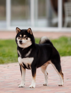 picture of dog