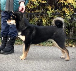 picture of dog