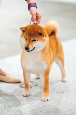 picture of dog
