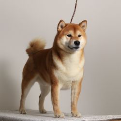 picture of dog