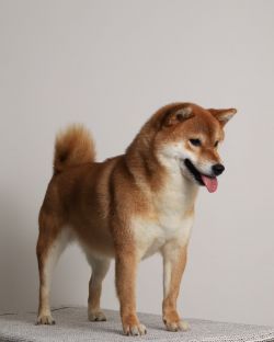 picture of dog