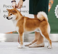 picture of dog