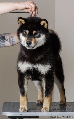 picture of dog