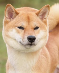 picture of dog