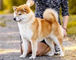 picture of dog