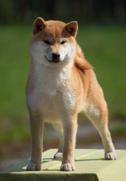 picture of dog