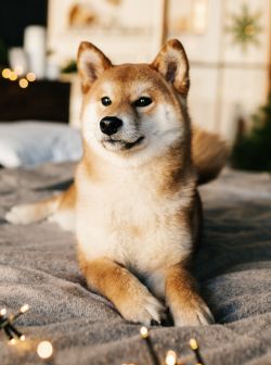 picture of dog