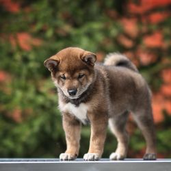 picture of dog