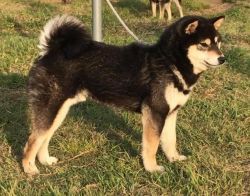 picture of dog