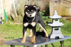 picture of dog