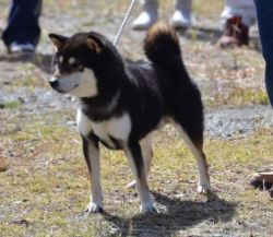 picture of dog