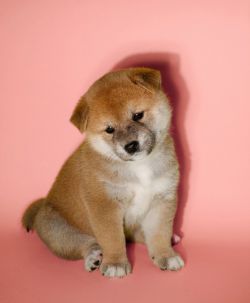 picture of dog