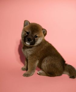picture of dog
