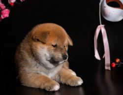 picture of dog