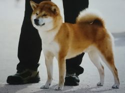 picture of dog