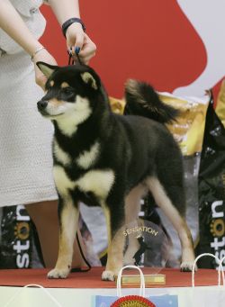 picture of dog
