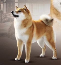 picture of dog