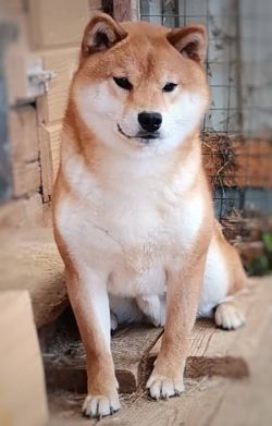 picture of dog