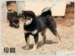 picture of dog