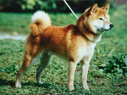 picture of dog