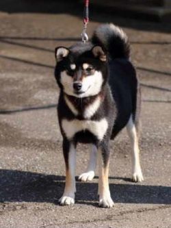 picture of dog