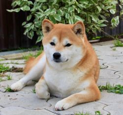 picture of dog