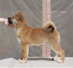 picture of dog