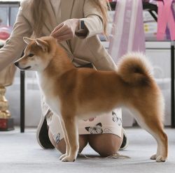 picture of dog