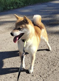 picture of dog