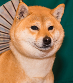 picture of dog