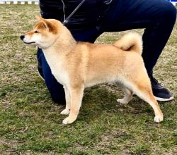 picture of dog