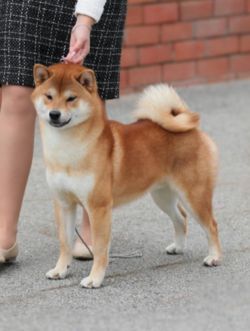 picture of dog