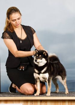 picture of dog