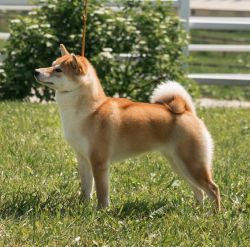 picture of dog