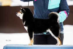 picture of dog