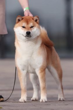 picture of dog