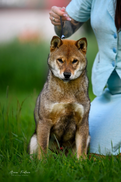 picture of dog