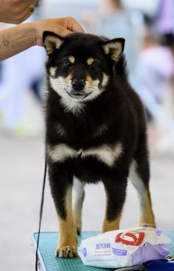 picture of dog