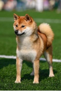 picture of dog