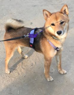 picture of dog