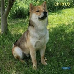 picture of dog