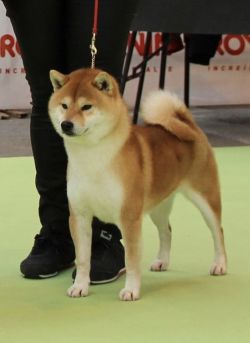 picture of dog