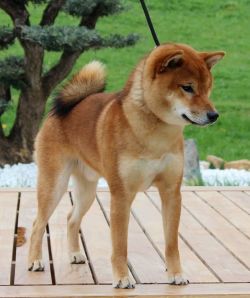 picture of dog