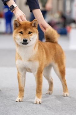 picture of dog