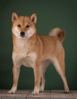 picture of dog