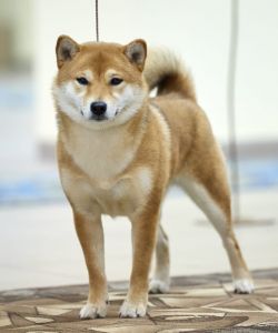picture of dog