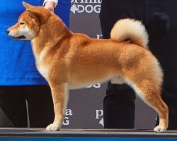 picture of dog
