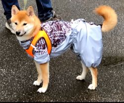 picture of dog
