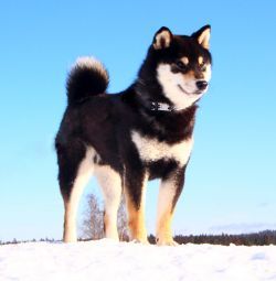 picture of dog
