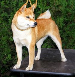 picture of dog